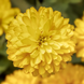 Циннiя Zydeco Deep Yellow pro-ZydecoDeepYellow-1000 фото 1