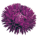 Айстра Gala Purple pro-astgalpur-500 фото 2