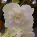 Бегония Sun Dancer White SunDancerWhite фото 2