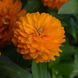 Циннiя Double Zahara Bright Orange copy_pro-cindouzahbriora-1000 фото 1