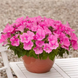 Петунiя Easy Wave F1 Pink pro-EasyWavePink-100 фото 2