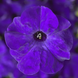 Петунія Tritunia F1 Blue TrituniaBlue фото 1