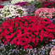 Петунія Success! TR F1 Rose pro-petsuctrf1ros-500 фото 3