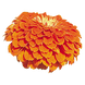 Циннія Benary's Giant Orange pro-Benary'sGiantOrange-500 фото 3