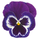Виола Inspire Plus F1 Violet Face InspirePlusVioletFace фото 2