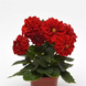 Жоржина Figaro Red Shades FigaroRedShades фото 2