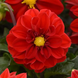 Жоржина Figaro Red Shades FigaroRedShades фото 1