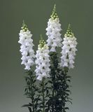 Львиный зев Legend F1 White LegendWhite фото
