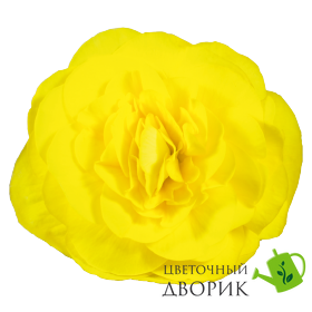 Бегония Nonstop F1 Yellow NonstopYellow фото