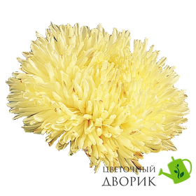 Астра Gala Yellow GalaYellow фото