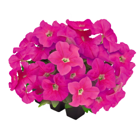 Петуния SUCCESS! 360 F1 Pink  pro-SUCCESS!360Pink-500dr фото