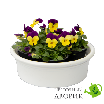 Виола Admire F1 Limoncello Purple Wing  pro-AdmireLimoncelloPurpleWing-1000 фото