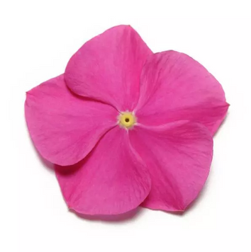 Винка Pacifica XP Deep Orchid pro-vinpacxpdeeorc-1000 фото