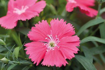 Гвоздика Diana Salmon pro-DianaSalmon-1000 фото