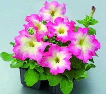 Петуния Tango F1 Rose Morn pro-TangoRoseMor-1000dr фото