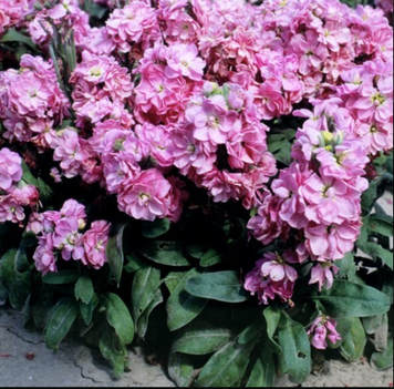 Маттиола Cinderella Pink pro-CinderellaPink-1000 фото