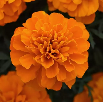 Тагетес Bonanza Deep Orange BonanzaDeepOrange фото