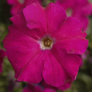 Петунiя Tritunia F1 Rose pro-TrituniaRos-1000s фото