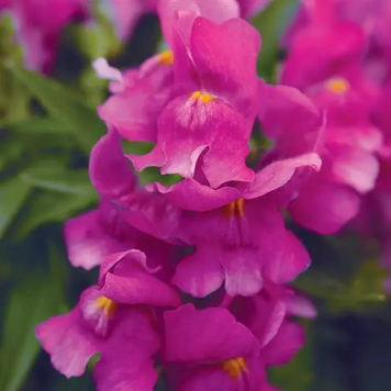 Ротики садові Snapshot F1 Purple pro-lvizevsnaf1pur-1000dr фото