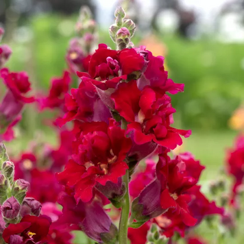 Ротики садові Madame Butterfly Red F1 MadameButterflyRed фото