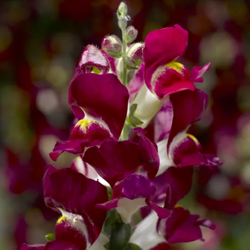 Ротики садові Snaptini F1 Burgundy Bicolor SnaptiniBurgundyBicolor фото