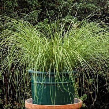 Осока Phoenix Green pro-PhoenixGreen-100 фото
