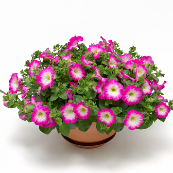 Петунія FotoFinish F1 Rose Morn FotoFinishRoseMorn фото