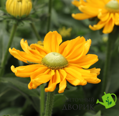 Рудбекiя Amarillo Gold pro-AmarilloGold-500 фото