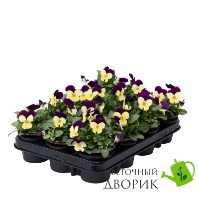 Виола Admire F1 Limoncello Purple Wing  pro-AdmireLimoncelloPurpleWing-1000 фото