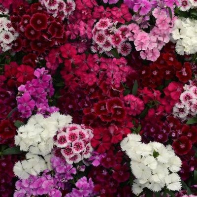 Гвоздика Floral Lace Mix pro-gvoflolacmix-1000 фото