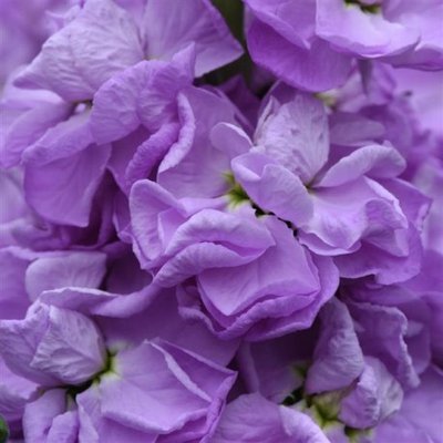 Маттіола Figaro Lavender pro-matfiglav-1000 фото