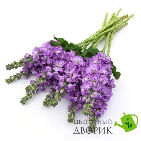 Маттиола Figaro Lavender pro-matfiglav-1000 фото