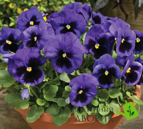 Вiола Delta Pro F1 Deep Blue with Blotch DeltaProYellowwithRedWing фото