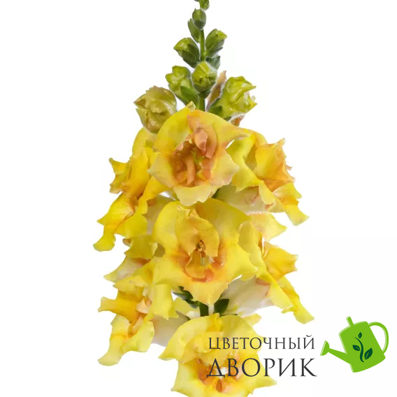 Ротики садові Sweet Duet Citrus pro-SweetDuetCitrus-1000 фото