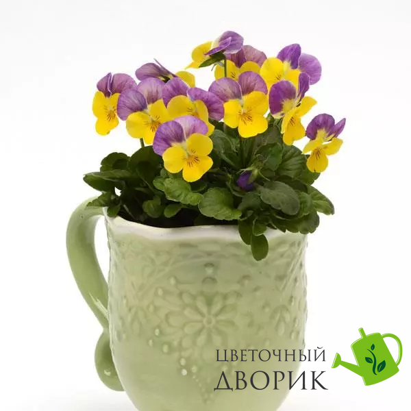 Виола Sorbet XP Yellow Pink Jump Up pro-SorbetXPYellowPinkJumpUp-1000 фото