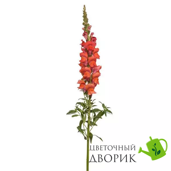 Львиный зев Potomac Bright Orange New2027 pro-potomacBrightOrange-1000 фото