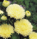 Астра Gala Yellow GalaYellow фото 1