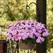 Бальзамін Solarscape XL Lilac Spark SolarscapeXLLilacSpark-5 фото 2