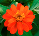 Циния Belize Double F1 Scarlet  pro-BelizeDoubleScarlet-1000 фото 2