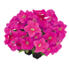 Петуния SUCCESS! 360 F1 Pink  pro-SUCCESS!360Pink-500dr фото 3