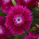 Гвоздика китайська Ideal Select Violet pro-gvokitideselvio-1000dr фото 1