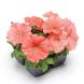 Петуния Damask F1 Salmon pro-petdamf1sal-1000s фото 1