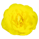 Бегония Nonstop F1 Yellow NonstopYellow фото 2