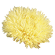 Астра Gala Yellow GalaYellow фото 2