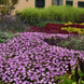 Бальзамін Solarscape XL Lilac Spark SolarscapeXLLilacSpark-5 фото 4