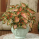 Колеус Wizard Coral Sunrise WizardCoralSunrise фото 2