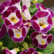 Торения Kauai Burgundy pro-torkaubur-1000 фото 1