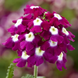 Вербена Obsession Cascade Burgundy with Eye pro-verobscasburwiteye-1000 фото 1