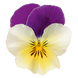 Виола Highflyer F1 Yellow Purple Wing HighflyerYellowPurpleWing фото 2