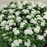 Агератум Aloha White aaw-10 фото